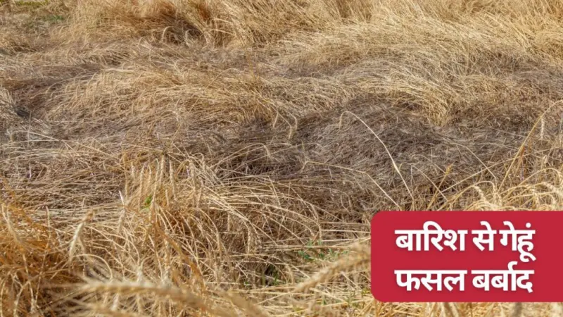 गेहूं फसल नुकसान पर 50 हजार रुपये एकड़ मिलेगा मुआवजा? बारिश-आंधी में किसानों को भारी नुकसान