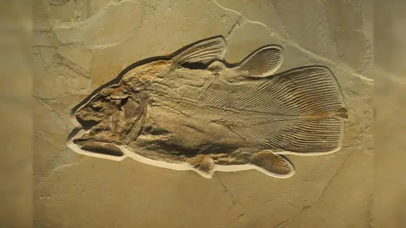 What Killed This Ancient Fish? A 150-Million-Year-Old Fossil Reveals a Shocking Feeding Error