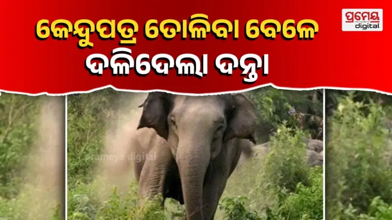 କେନ୍ଦୁପତ୍ର ତୋଳିବା ହେଲା କାଳ : ହାତୀ ଗୋଡାଇବାରୁ ଦୌଡ଼ି ପଳାଇଲେ ସ୍ଵାମୀ, ସ୍ତ୍ରୀକୁ ଦଳିଦେଲା ଦନ୍ତା