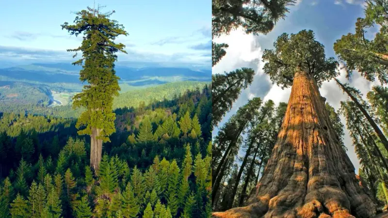 భూమిపై అత్యంత పెద్ద చెట్లు ఇవే..!