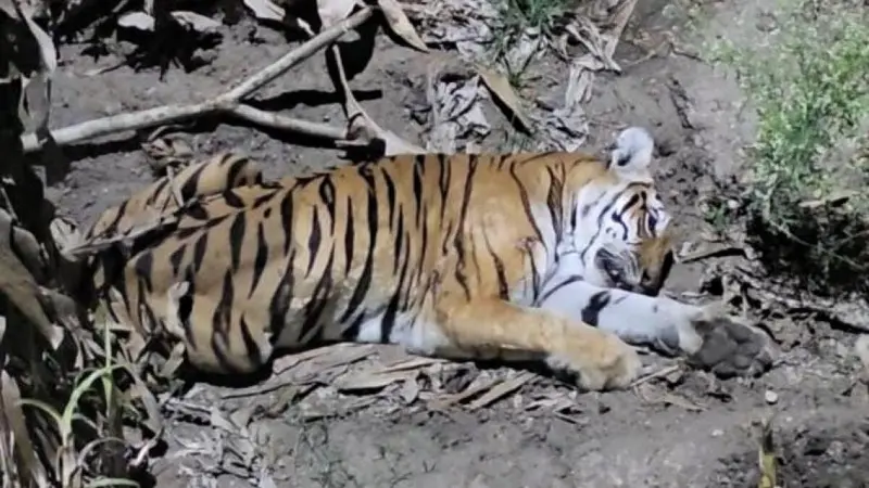 Elusive tigress rescued in Karnataka's Bandipur