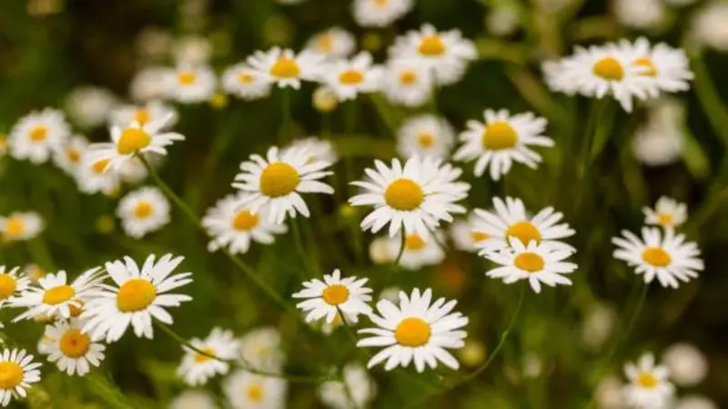 How to grow chamomile indoors