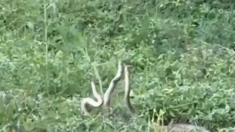 మూడు పాముల సయ్యాట.. రైతుల పరుగో పరుగు!