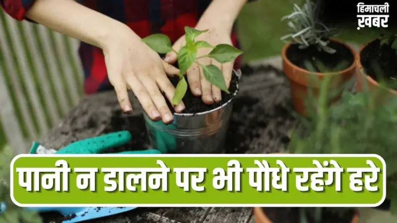 कई दिन के लिए जाना है बाहर, पौधे रहेंगे हरे-भरे.अपनाएं ये आसान तरीके