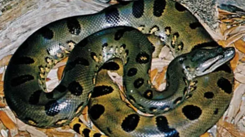 உலகின் ராட்சதப் பாம்பு அனகோண்டாவின் மிரள வைக்கும் ரகசியங்கள்!