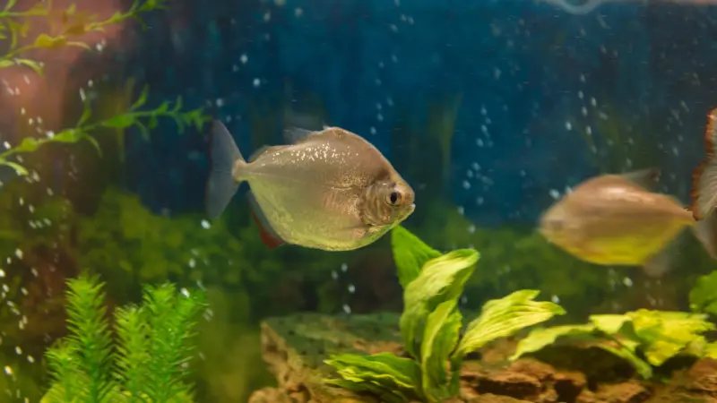 5 Best Aquarium Fish For Beginners To Keep At Home