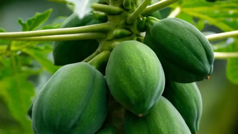 Papaya in a Pot? A Simple Guide to Growing It at Home