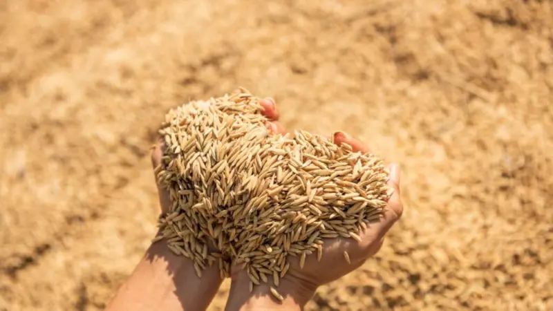 कर्नाटक में बंद होने की कगार पर कई चावल मिलें, रोकना पड़ा उत्पादन.. प्रोसेसिंग के लिए नहीं मिल रहा धान