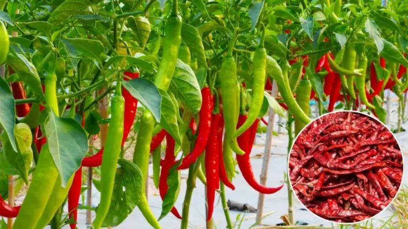 लाल मिर्च की खेती करना चाहते हैं तो आपके लिए बेस्ट है यह किस्म, कम लागत में होगी बंपर पैदावार