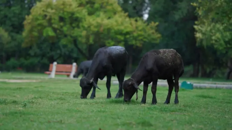 Best Buffalo Breeds: दूध के लिए कौन सी भैंस है सबसे बढ़िया, जानिए पशुपालन से जुड़ी जरूरी बातें