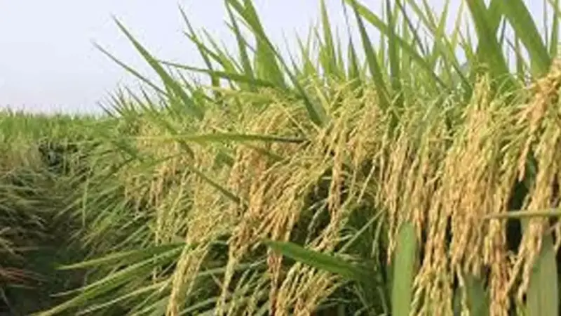 Govt procures over 40 lakh metric tonnes of paddy