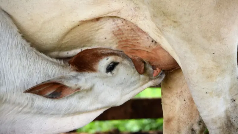 बार-बार गाभिन नहीं हो रहा पशु? बांझपन के कारण और बचाव जानकर बढ़ाएं दूध उत्पादन और मुनाफा