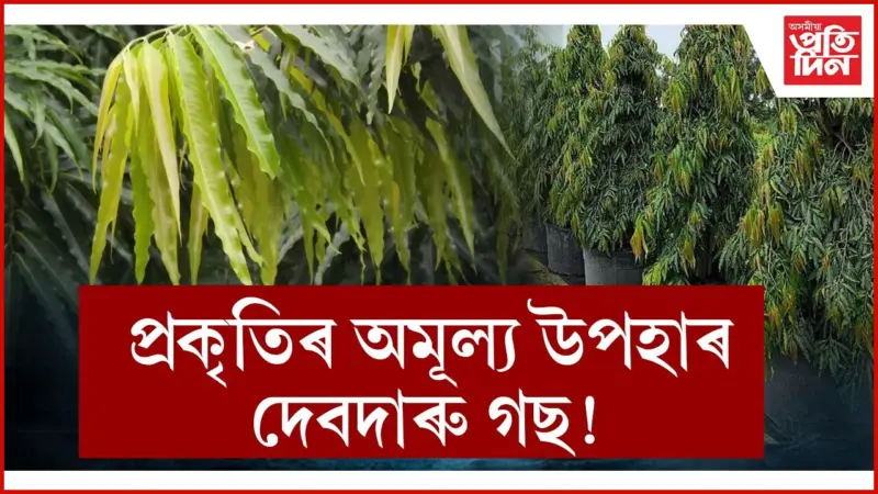 মাহেকীয়াৰ পৰা ছালৰ সমস্যালৈ.অগণন ৰোগৰ ঔষধ দেবদাৰু গছ