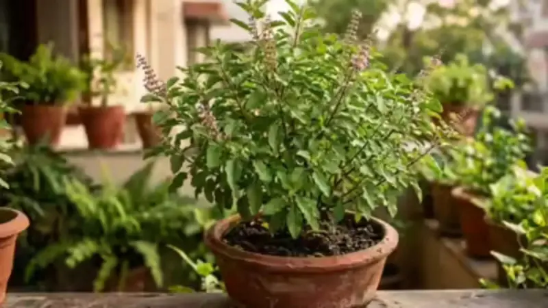 Tulsi Watering Benefits: What Happens When You Offer Water to Tulsi Daily?