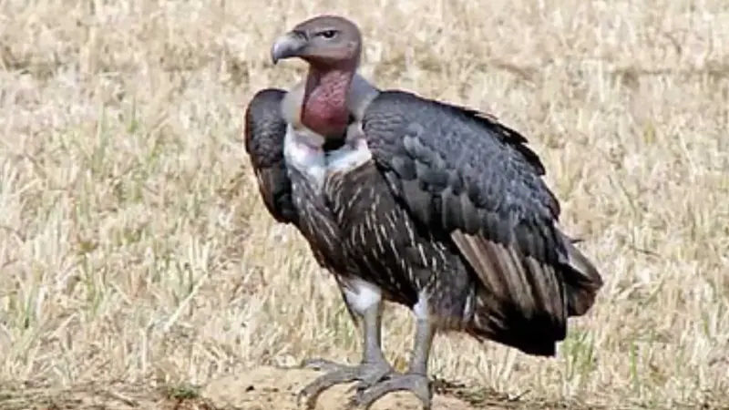 இயற்கை துப்புரவுப் பணியாளர்கள் பிணந்தின்னிக் கழுகுகளின் மகத்துவம்!