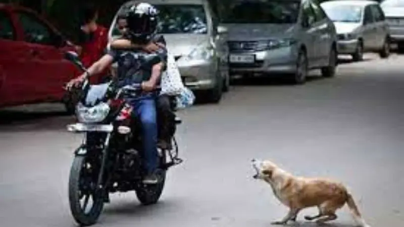 நாய்கள் உங்களைத் துரத்தினால் என்ன செய்ய வேண்டும்? உயிர் காக்கும் வழிமுறைகள்!