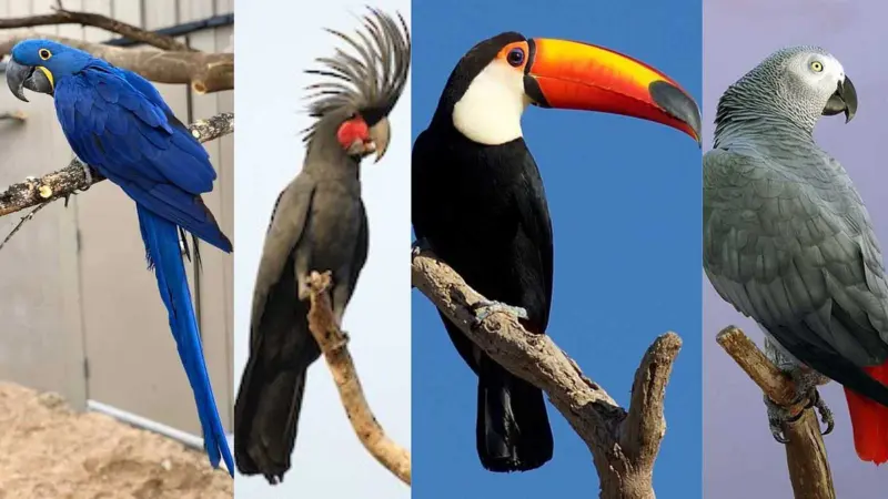 உலகிலேயே அதிக விலை மதிப்பு மிக்க 5 வளர்ப்புப் பறவைகள்!