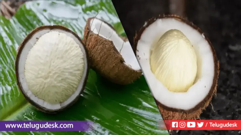 కొబ్బరికాయలో "పువ్వు" వస్తే నిజంగా శుభమేనా? అసలు నిజం ఇదే!