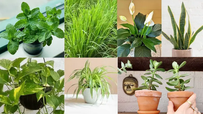 மாசுபாட்டை போக்கி, சுத்தமான காற்றைத் தரும் 7 வகை செடிகள்!