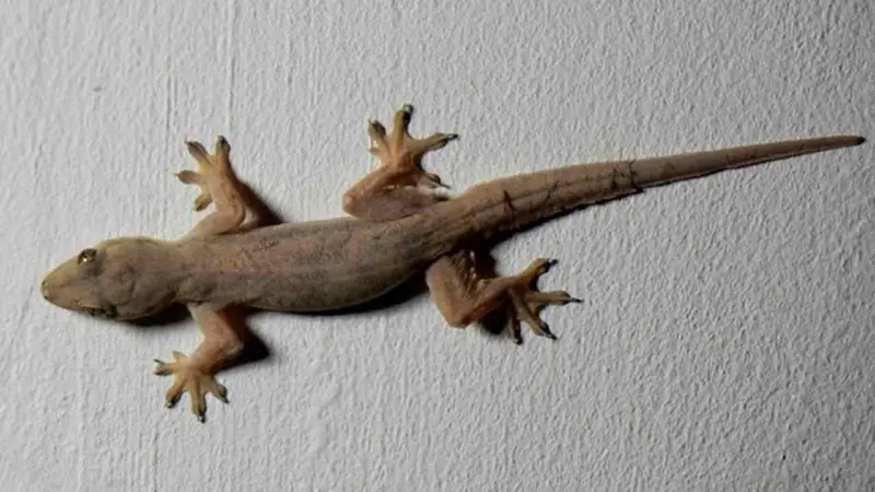 Lizard | మహిళలకు బల్లి అక్కడ పడితే.. మగ శిశువు జన్మిస్తాడట..!
