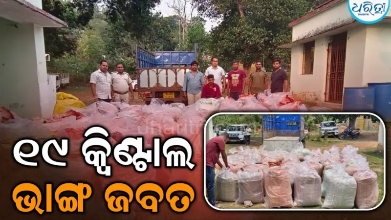 ମୋହନାରୁ ବ୍ରହ୍ମପୁରକୁ ଚାଲାଣ ହେଉଥିଲା ଭାଙ୍ଗ, ବାଟରେ ମାଡ଼ିବସିଲେ ଅବକାରୀ କର୍ମଚାରୀ