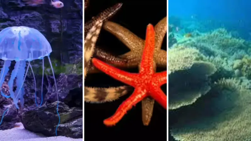 7 Animals That Survive Without a Brain: Amazing Brainless Creatures