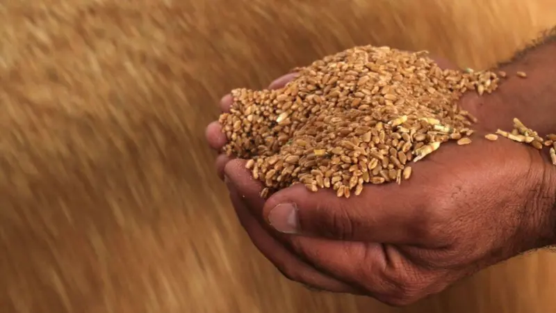 Centre raises wheat procurement target to 34.5 million tonnes amid erratic weather