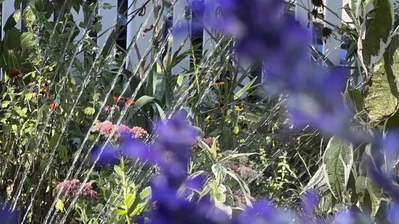 Why mornings and evenings matter in your garden routine