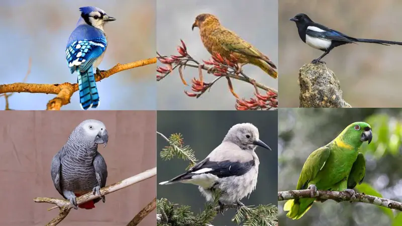 அதிசயிக்கத்தக்க குணங்கள் கொண்ட 6 வகை பறவைகள்!