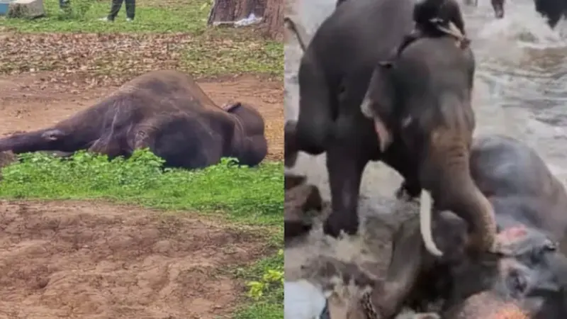 Elephant: కర్ణాటకలో పర్యాటకురాలు మృతికి కారణమైన ఏనుగు మృతి.. ఏం జరిగిందంటే..
