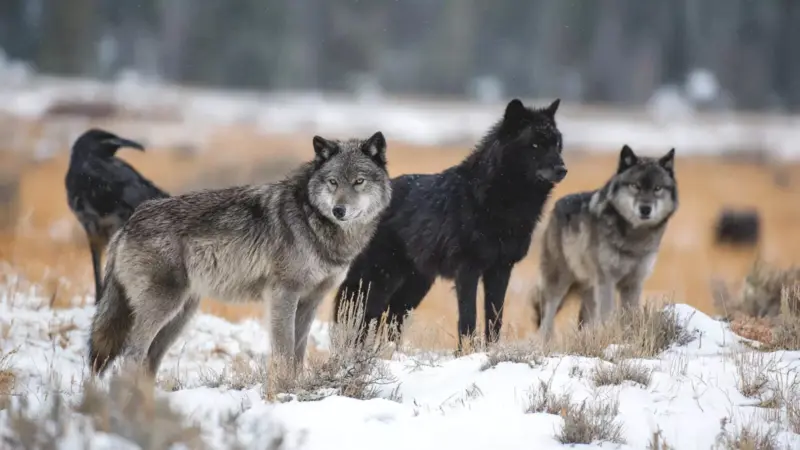How Wolves Coordinate Pack Hunting With Precision, Strategy And Remarkable Communication