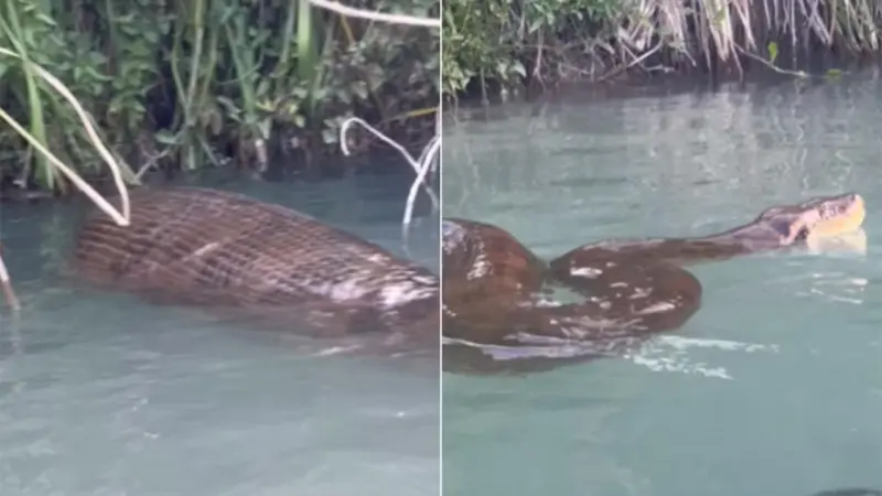 Underwater Shock: Diver faces 200kg giant anaconda; Goes viral online