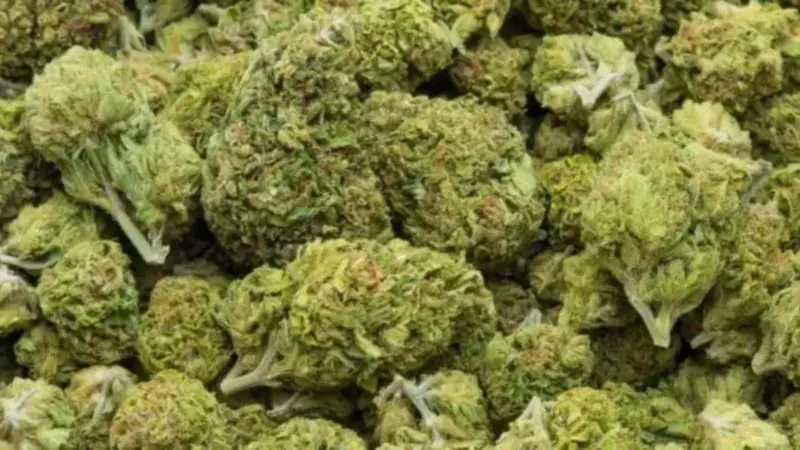 Telangana: 128 kg ganja worth Rs 64 lakh seized near Wyra, three held