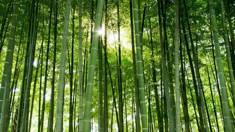 மூங்கில் ஓர் உலக சாதனை: கின்னஸில் இடம் பிடித்த ரகசியம்!