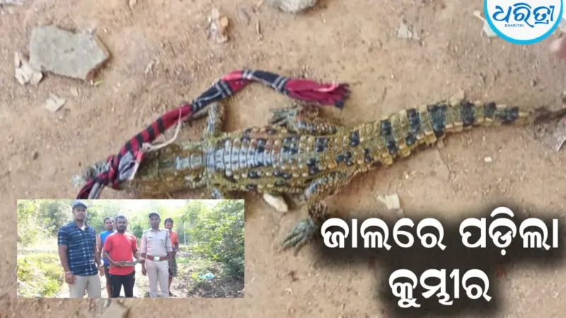 ଦିଗପହଣ୍ଡିରେ ଚାଞ୍ଚଲ୍ୟ: ପୋଖରୀରେ ମାଛଧରୁଥିବା ବେଳେ ଜାଲରେ କୁମ୍ଭୀର...