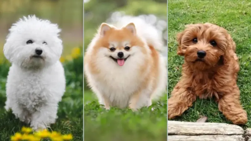 5 Dog Breeds That Look Just Like Teddy Bears