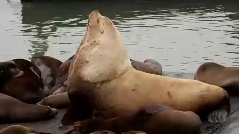 Massive sea lion "Chonkers" draws crowds in San Francisco