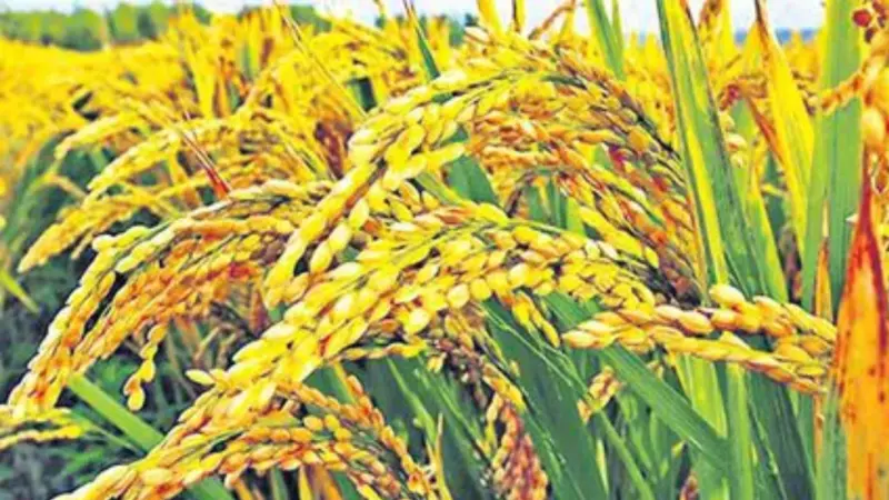 కేంద్ర కేబినెట్ కీలక నిర్ణయం.. వరి MSP పెంపు