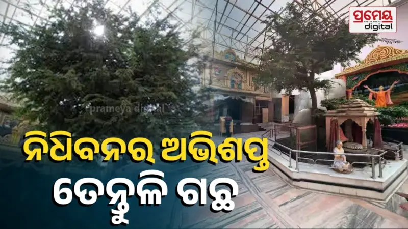 ରାଧାଙ୍କ ଅଭିଶାପରୁ ଅଭିଶପ୍ତ ପାଲଟିଲା ତେନ୍ତୁଳି ଗଛ, ସେବେଠୁ ପାଚୁନି ଫଳ