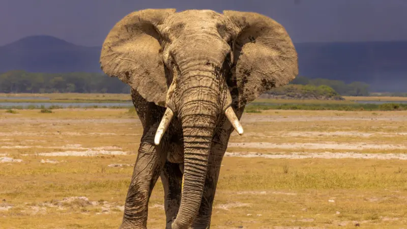 Shrinking Forests Fuel Deadly Elephant Encounters in Assam