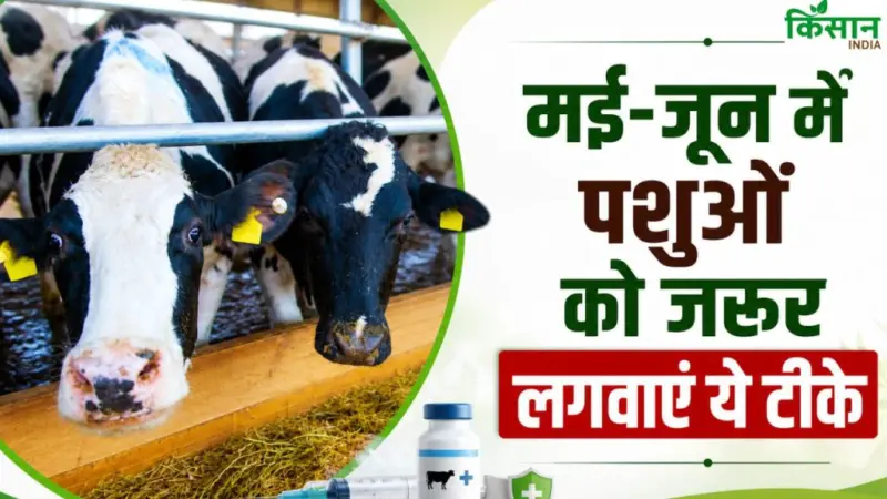 Dairy Alert: पशुओं को मई-जून में 3 टीके जरूर लगवाएं, खतरे से बच जाएगा आपका पशुबाड़ा