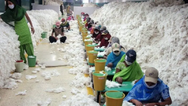 भारत में कपास आयात का बनेगा रिकॉर्ड, 2025-26 में 50 लाख गांठ पार करने के आसार