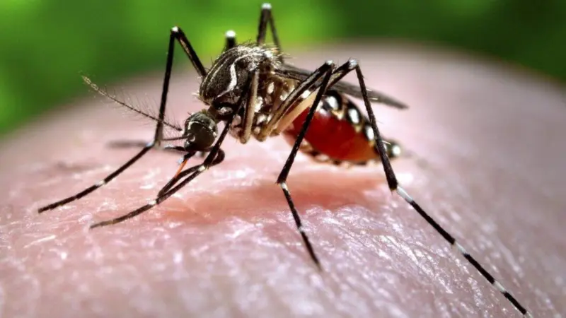 Desi Jugaad: Viral video shows trick to get rid of mosquitoes; Internet calls man 'Genius'