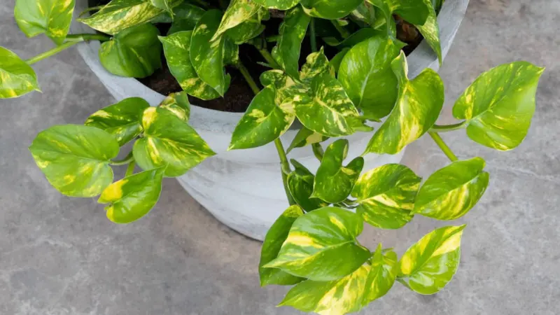 Money Plant: বাস্তুশাস্ত্র অনুযায়ী বাড়িতে রাখুন মানিপ্ল্যান্ট, কোনদিকে এই গাছ লাগানো সবথেকে শুভ?