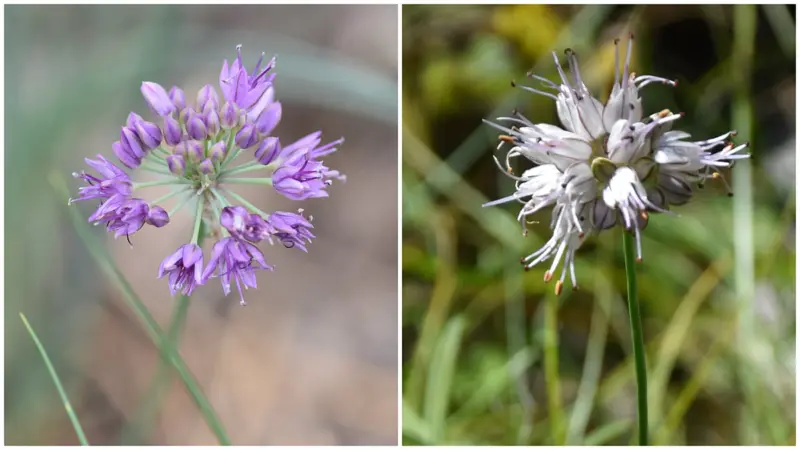 How Himalayan chive is supporting livelihoods in Uttarakhand's border villages