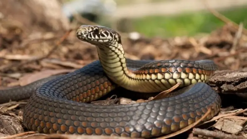 A krait in the kitchen