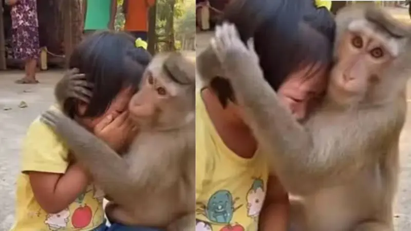 Viral Video: मासूम बच्ची को रोता देख बंदर ने दिखाया प्यार , दिल छू लेने वाला नजारा हुआ वायरल