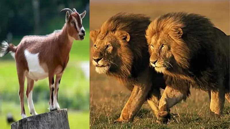 நீங்கள் சிங்கமா அல்லது ஆடா? விவேகானந்தரின் வியக்க வைக்கும் உவமைக் கதை!