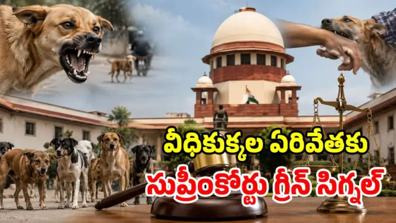 సుప్రీంకోర్టు సంచలన తీర్పు.. ఆ వీధి కుక్కలను చంపేయొచ్చు!