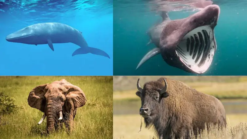 'தலை'சிறந்த விலங்குகள்: உலகின் மிகப்பெரிய தலை கொண்ட 7 விலங்குகள்!